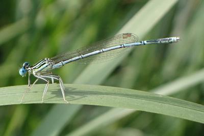 <i>Platycnemis pennipes</i>