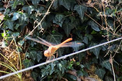 <i>Sympetrum meridionale</i>