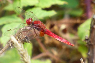 <i>Crocothemis erythraea</i>