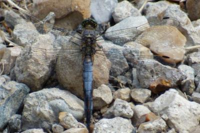 <i>Orthetrum cancellatum</i>