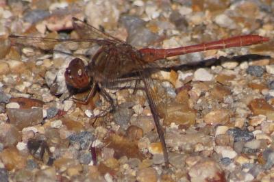 <i>Sympetrum meridionale</i>