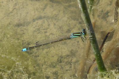 <i>Ischnura pumilio</i>