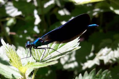 <i>Calopteryx virgo</i>