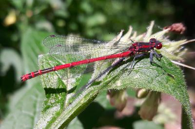 <i>Pyrrhosoma nymphula</i>