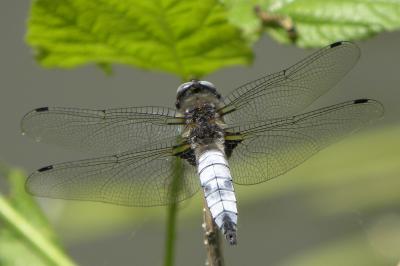 <i>Libellula fulva</i>
