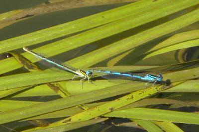 <i>Erythromma lindenii</i>