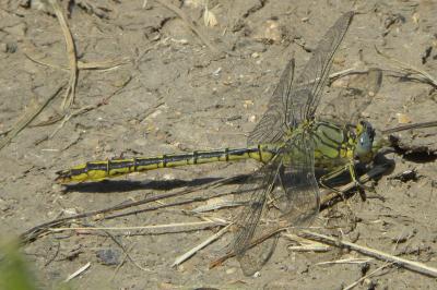 <i>Gomphus pulchellus</i>