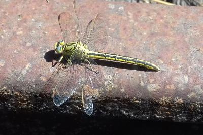 <i>Gomphus pulchellus</i>