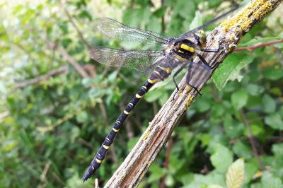 <i>Cordulegaster boltonii</i>