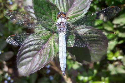 <i>Orthetrum brunneum</i>