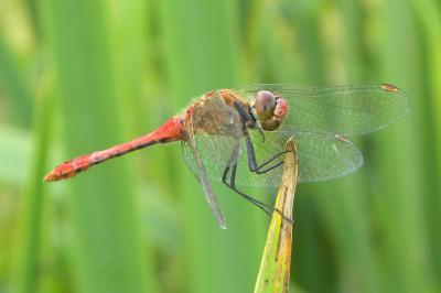 <i>Sympetrum sanguineum</i>
