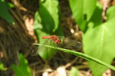 <i>Sympetrum sanguineum</i>