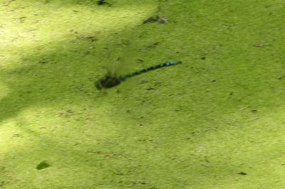 <i>Aeshna cyanea</i>