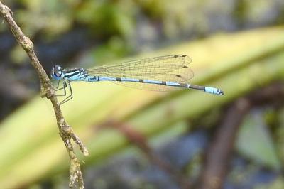 <i>Coenagrion puella</i>