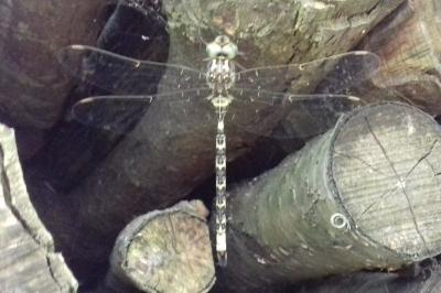 <i>Boyeria irene</i>