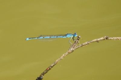 <i>Erythromma lindenii</i>