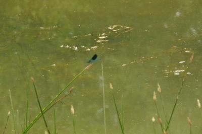 <i>Calopteryx splendens</i>