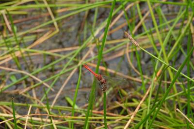 <i>Sympetrum sanguineum</i>