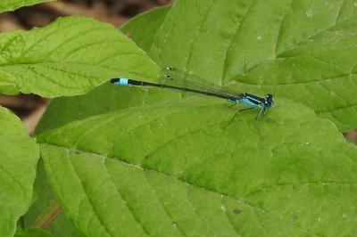 <i>Ischnura elegans</i>