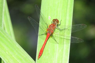 <i>Sympetrum sanguineum</i>