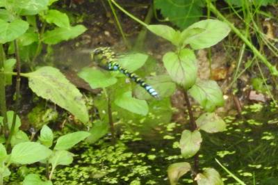 <i>Aeshna cyanea</i>