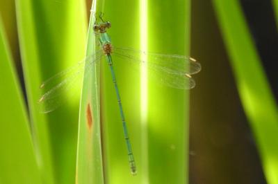 <i>Chalcolestes viridis</i>