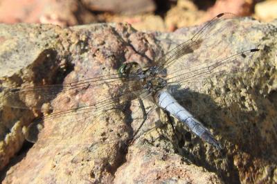 <i>Orthetrum cancellatum</i>
