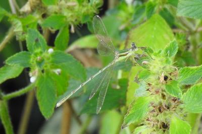 <i>Lestes barbarus</i>