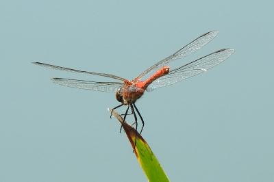 <i>Sympetrum sanguineum</i>