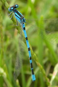 <i>Enallagma cyathigerum</i>