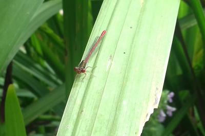 <i>Ceriagrion tenellum</i>