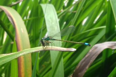 <i>Ischnura elegans</i>