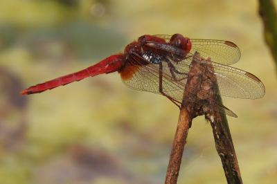 <i>Crocothemis erythraea</i>