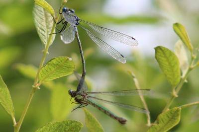 <i>Lestes dryas</i>