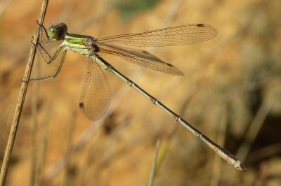 <i>Lestes barbarus</i>