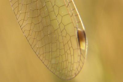 <i>Lestes barbarus</i>