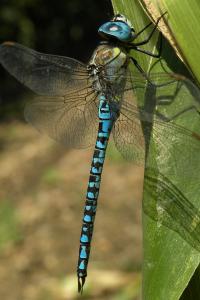 <i>Aeshna affinis</i>