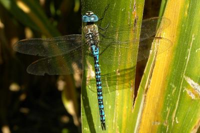 <i>Aeshna affinis</i>