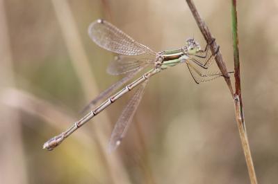 <i>Lestes barbarus</i>