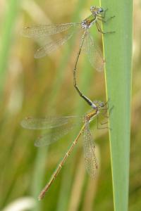 <i>Lestes virens</i>