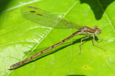 <i>Sympecma fusca</i>