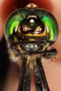 <i>Somatochlora metallica</i>