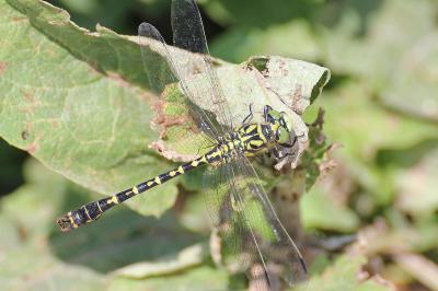 <i>Onychogomphus forcipatus</i>