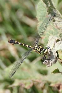 <i>Onychogomphus forcipatus</i>