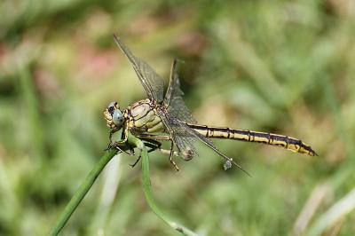 <i>Gomphus pulchellus</i>