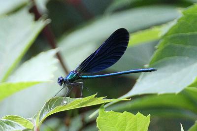 <i>Calopteryx virgo</i>