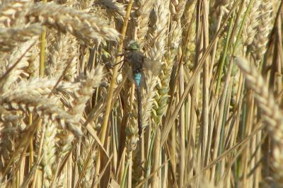 <i>Anax parthenope</i>