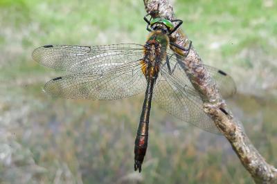 <i>Cordulia aenea</i>