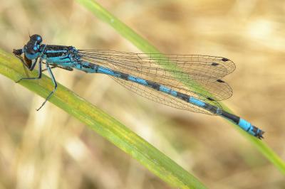 <i>Coenagrion mercuriale</i>
