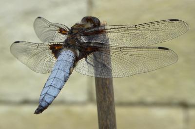 <i>Libellula depressa</i>